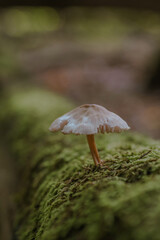Kleiner Pilz auf moosbewachsenem Ast im Herbstwald