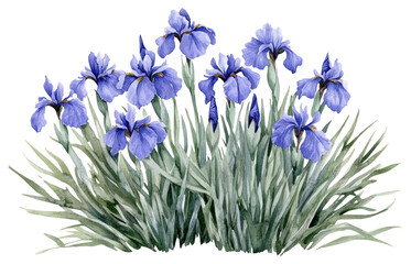 PNG Iris illustration watercolor flowers.