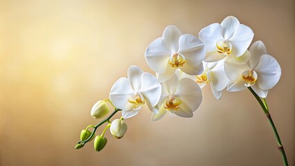 Obraz premium Blossoming white phalaenopsis orchid against pastel neutral colored background vertical format
