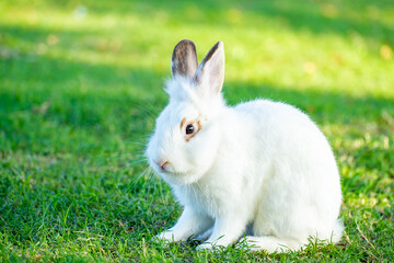 Cute little white rabbit on green grass with natural bokeh as background during spring warm summer day. Young adorable bunny playing in garden and sunlight morning.