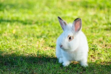 Cute little white rabbit on green grass with natural bokeh as background during spring warm summer day. Young adorable bunny playing in garden and sunlight morning.