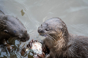 Smooth-coated otters in the Singapore river.