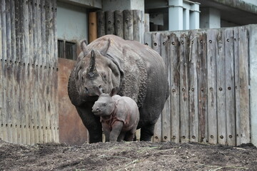 Indian rhinoceros family