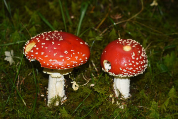 Two red fly agaric Amanita muscaria mushrooms in a forest