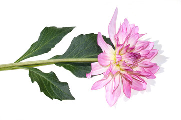 Pink and white dahlia Columbine flower isolated on white background