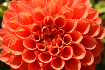 Closeup on orange coloured dahlia columbine flower