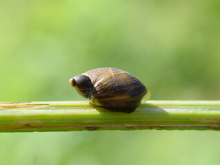 The amber snail Succinea putris on a green plant stem