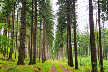 Obraz premium Serene Forest Pathway in Tranquil Greenery Nature's Peaceful Retreat for Relaxation and Reflection