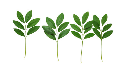 Fototapeta premium green leaf isolated on white background