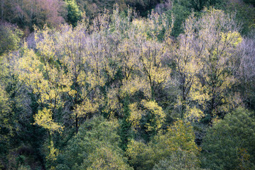 Group of poplars show the first spring leaves