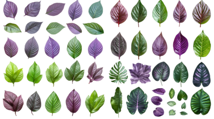 A diverse collection of leaves showcasing various shapes and colors against a black background.