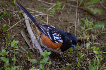 Closeup of a spotted towhee taking insects 