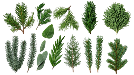 A variety of green leaves and coniferous branches arranged artistically against a black background, showcasing different textures and shapes.