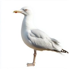 Fototapeta premium seagull isolated on white background