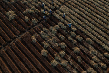 in a field growing carrots according to new standards of clean agriculture and food safety. Photo taken in Bac Ninh on October 13, 2024.