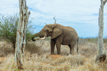 An elephant forages in the natural landscape of a national park in Eswatini during a cloudy...