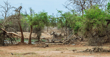 Rhino foraging in the national park of Eswatini amidst dry vegetation and sparse trees during the warm afternoon light