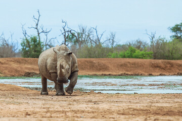 A lone rhinoceros grazes near a watering hole in the quiet landscape of Eswatini\'s national park during the late afternoon hours