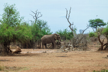 Elephant roaming through the dry landscape of Eswatini National Park during a tranquil afternoon