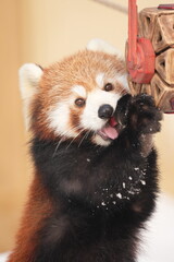 red panda eating apple
