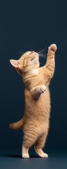 A playful orange tabby cat stands on its hind legs, reaching upward in a lively pose against a dark background, exuding curiosity and energy.