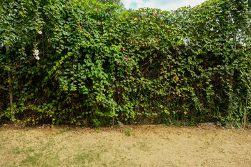 Fototapeta premium The vines that stick to the wall cover it to the brim