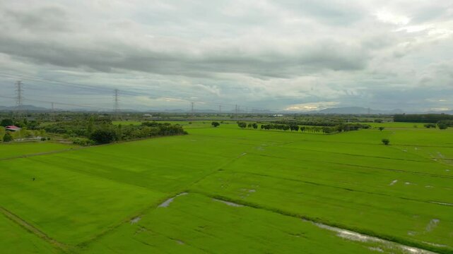 Aerial landscape of vibrant green rice fields under cloudy skies, with power lines and distant mountains on the horizon.
