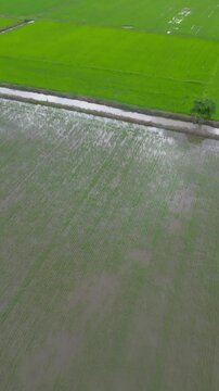 Aerial landscape of vibrant green rice fields under cloudy skies, with power lines and distant mountains on the horizon.
