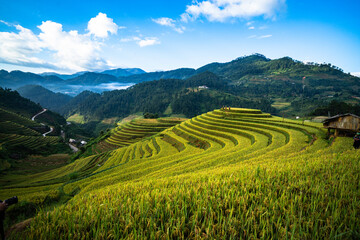 Fototapeta premium Rice is ripe on terraced fields in Mu Cang Chai, Yen Bai, Vietnam and the harvest season begins. Photo taken in Mu Cang Chai, Yen Bai, Vietnam in October