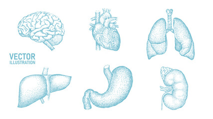 Human organ icon symbol medicine logo set. Lungs heart kidney liver stomach internal organ. Pharmacy banner doctor online vector illustration