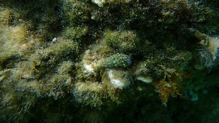Sea snail common cerith or European cerith (Cerithium vulgatum) undersea, Aegean Sea, Greece, Halkidiki, Afytos beach