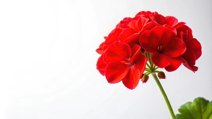 Bright red geranium flower silhouette against white background
