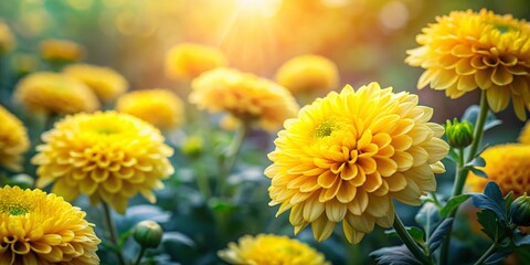 Beautiful Yellow Chrysanthemums Blooming in Garden with Tilt-Shift Photography Effect for Stunning Floral Imagery