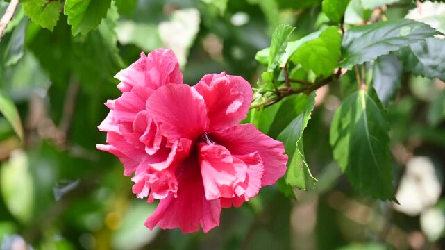 Hibiscus flower in plant. Hibiscus&nbsp;is a genus of&nbsp;flowering plants&nbsp;in the&nbsp;mallow&nbsp;family,&nbsp;Malvaceae.
Its other names&nbsp;hardy hibiscus,&nbsp;rose of sharon, and&nbsp;tropical hibiscus. called joba or urhul in India.