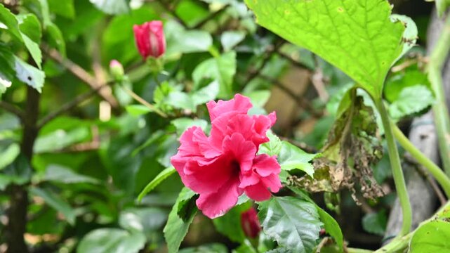 Hibiscus flower in plant. Hibiscus&nbsp;is a genus of&nbsp;flowering plants&nbsp;in the&nbsp;mallow&nbsp;family,&nbsp;Malvaceae.
Its other names&nbsp;hardy hibiscus,&nbsp;rose of sharon, and&nbsp;tropical hibiscus. called joba or urhul in India.