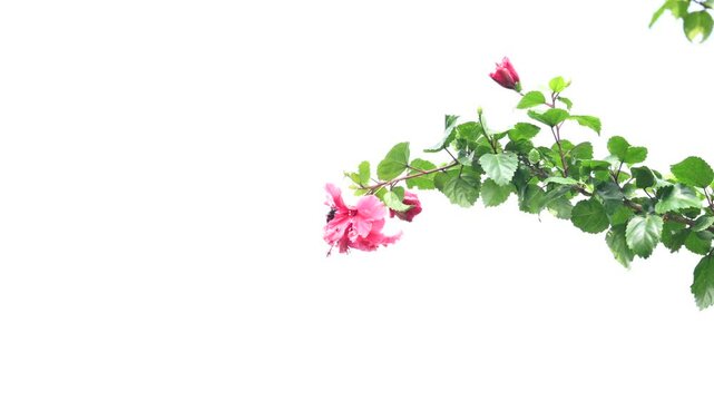 Hibiscus flower in plant. Hibiscus&nbsp;is a genus of&nbsp;flowering plants&nbsp;in the&nbsp;mallow&nbsp;family,&nbsp;Malvaceae.
Its other names&nbsp;hardy hibiscus,&nbsp;rose of sharon, and&nbsp;tropical hibiscus. called joba or urhul in India.