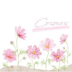 コスモスの手書き水彩画イラスト