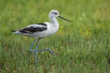 American Avocet in a Grassy Field
