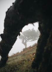 misty morning in the  Fanal forest in Madeira island 