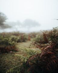 misty morning in the  Fanal forest in Madeira island 