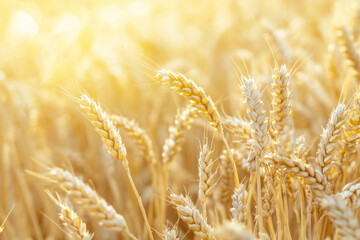 Fototapeta premium Close up of ripened wheat ready for harvest, showcasing golden grains glistening in sunlight, symbolizing abundance and beauty of nature