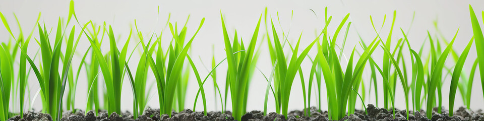 Obraz premium Grass Green Growth: Vibrant green blades of grass emerge from a bed of soil, growing taller and stronger against a soft gray background.