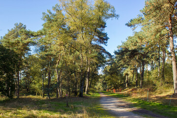 Naklejka premium Landscape in the National Park Maasduinen in the Netherlands