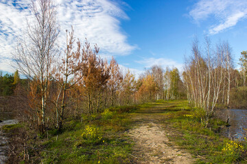 Landscape in the National Park Maasduinen in the Netherlands