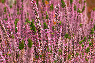 Fototapeta premium Pink heather flowers in the autumn park