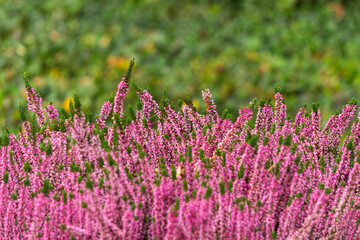 Pink heather flowers in the autumn park