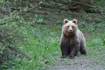 brown bear in the forest
