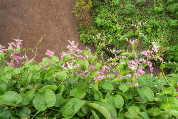 Springtime flora bursts forth, painting the garden wall with vibrant hues of green leaves and blooming flowers