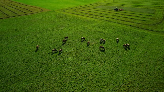 flying on alpine cows in the meadows of switzerland. fresh green grass. Sunny day