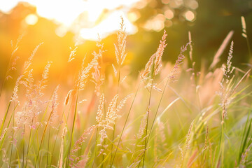 A serene meadow bathed in the soft glow of sunrise, with tall grasses swaying gently under the golden light.